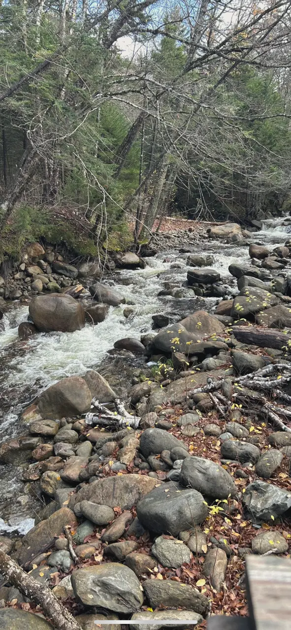 a river running through a forest